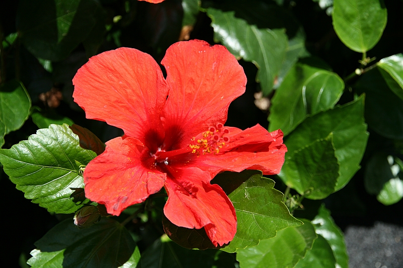 Kanary_2010 270